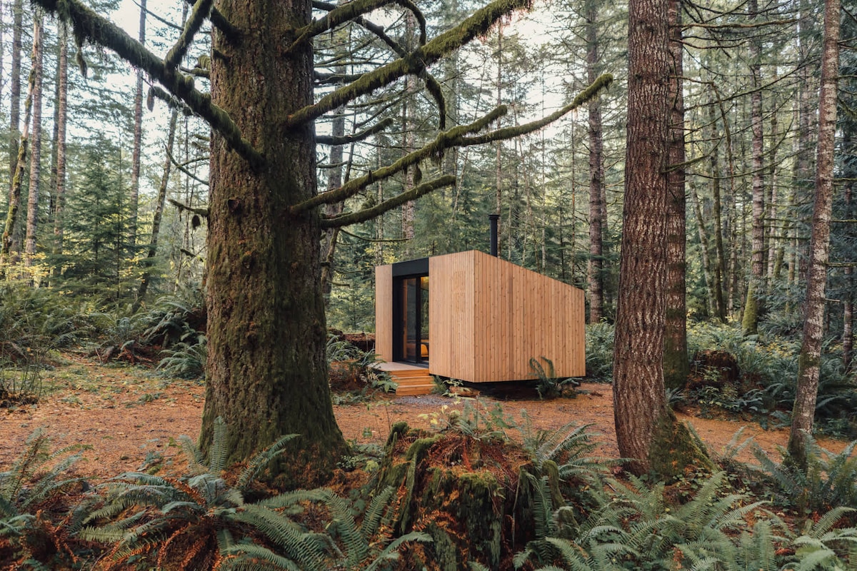 A modern cabin is nestled among towering trees, featuring a mix of wood and glass in its construction. Surrounding ferns and a carpet of leaves create a natural landscape, reflecting the tranquil forest environment. Soft light emanates from its large windows.