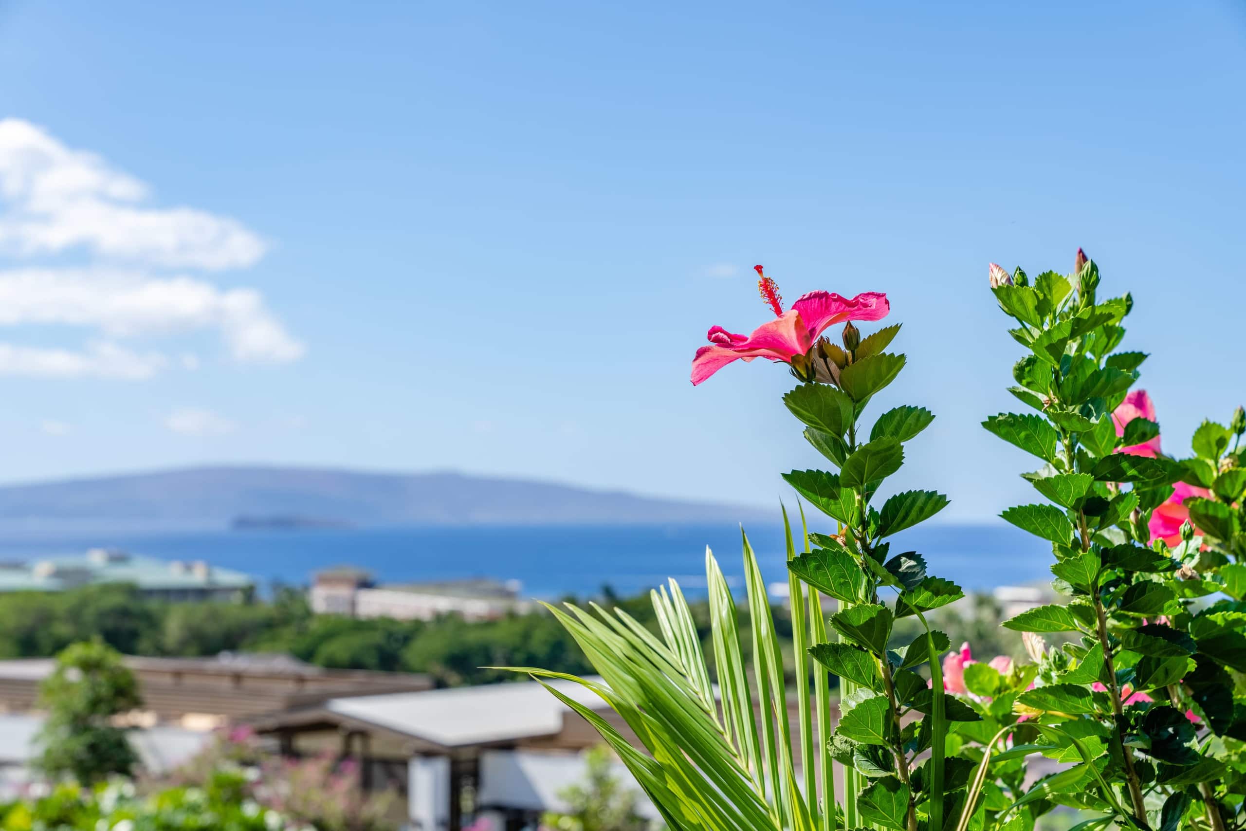 Condo in Kihei · ★4.95 · 1 bedroom · 2 beds · 2 baths - Image 25