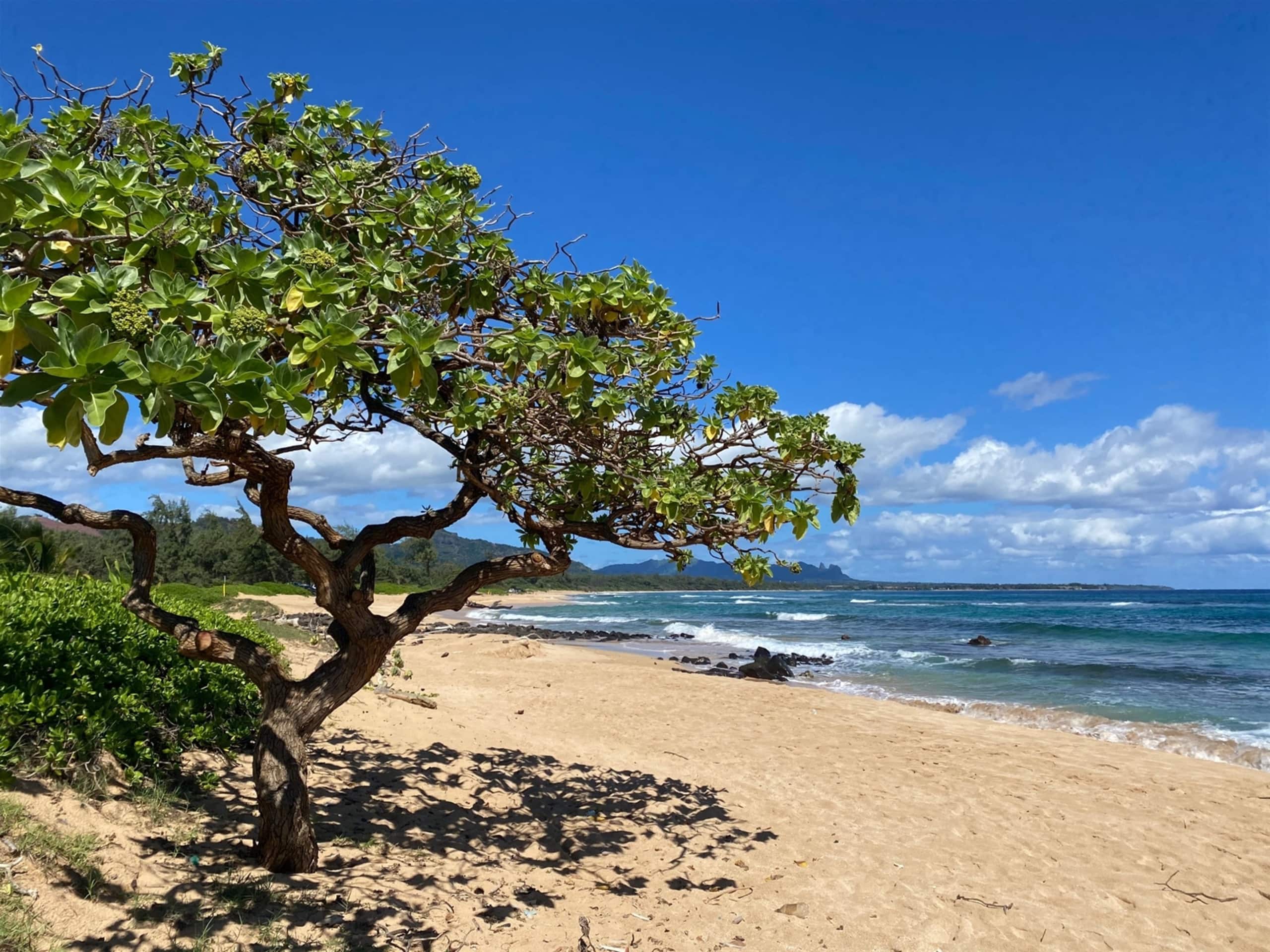 Condo in Kapaa · ★4.64 · 1 bedroom · 2 beds · 1.5 baths - Image 33