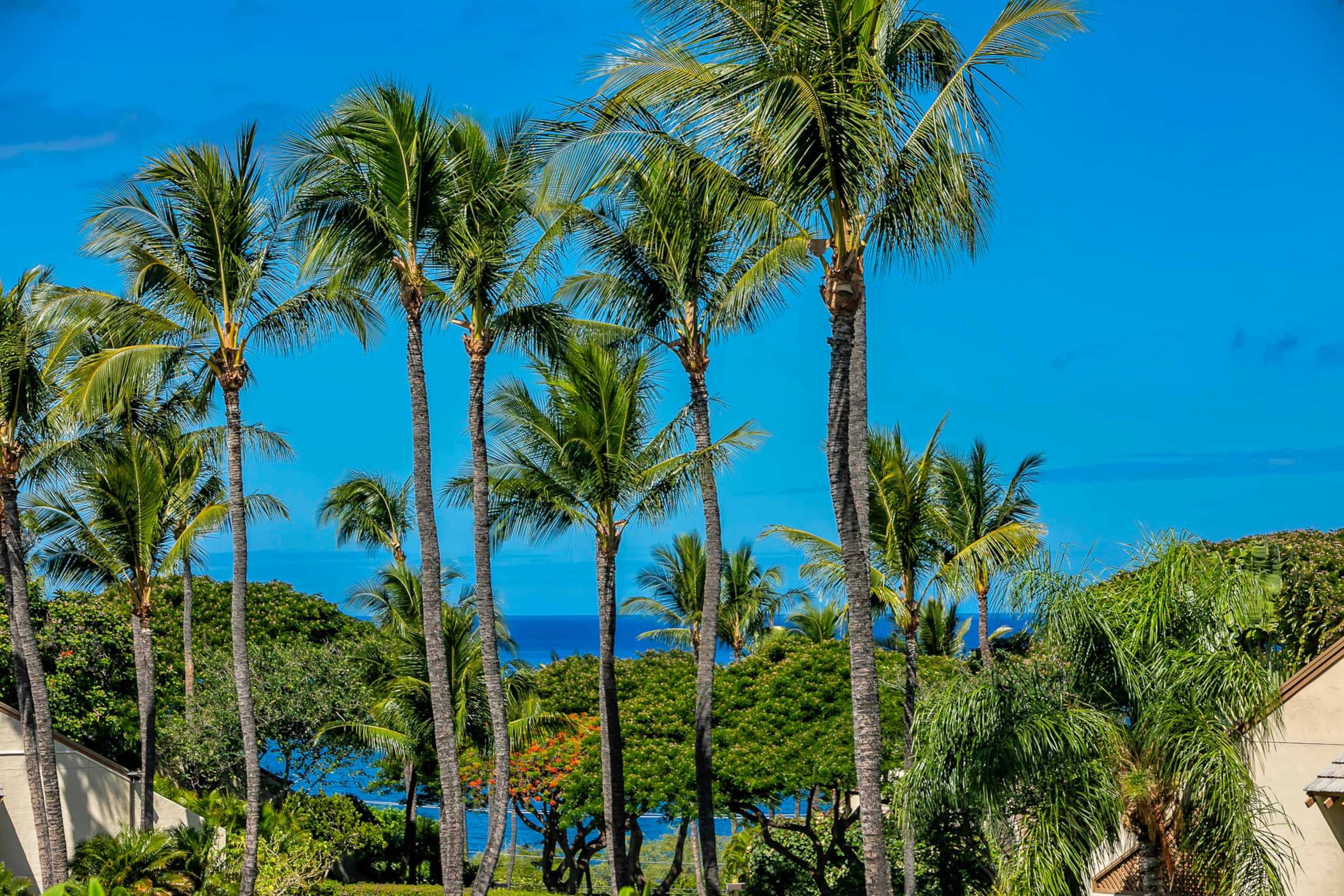 Condo in Kihei · ★4.81 · 1 bedroom · 2 beds · 2 baths - Image 39