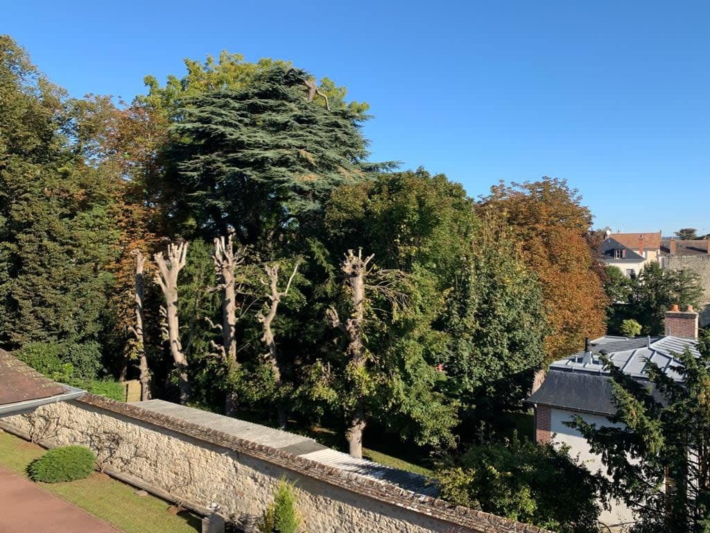 A view of lush greenery is presented, featuring a variety of trees including several that are pruned to exhibit unique shapes. The blue sky complements the vibrant colors of the leaves, creating a peaceful outdoor scene.
