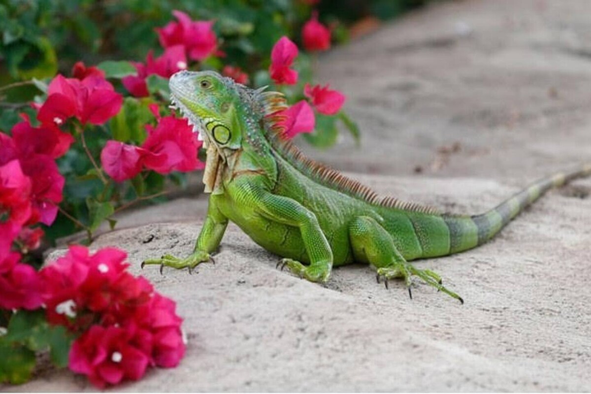 A vibrant green iguana is seen resting on a stone surface, surrounded by bright pink bougainvillea flowers. The iguana's spiny back and textured skin are prominently displayed against the colorful floral backdrop.