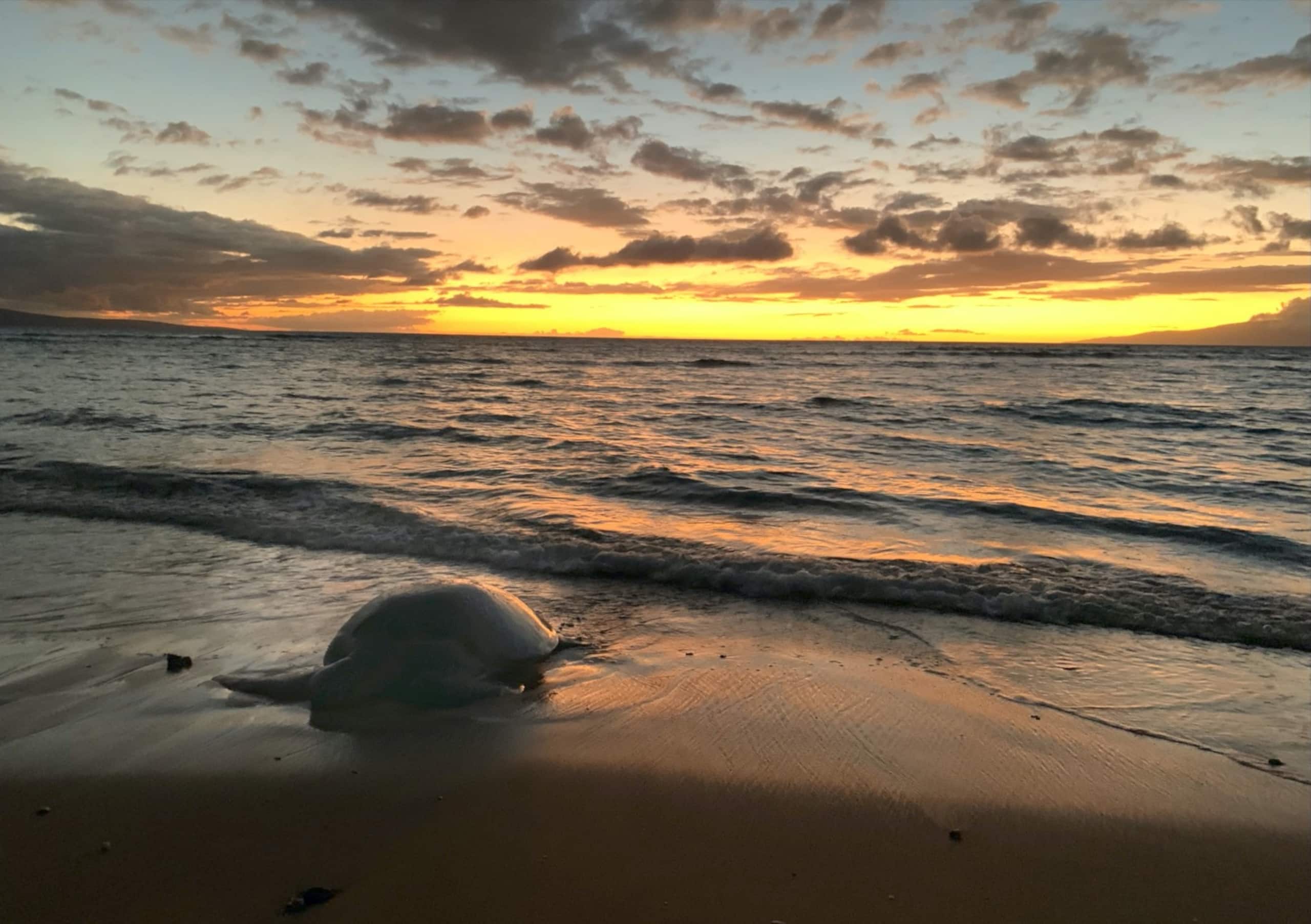 Condo in Kihei · ★5.0 · 1 bedroom · 1 bed · 1 bath - Image 18
