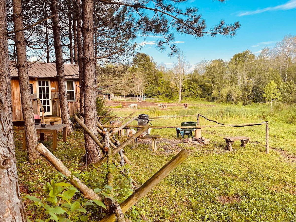 Surrounded by tall pine trees, a rustic cabin sits beside a green pasture. A fire pit and outdoor seating are visible, along with grazing horses in the distance. The area is bathed in natural light, offering a serene outdoor setting for relaxation.