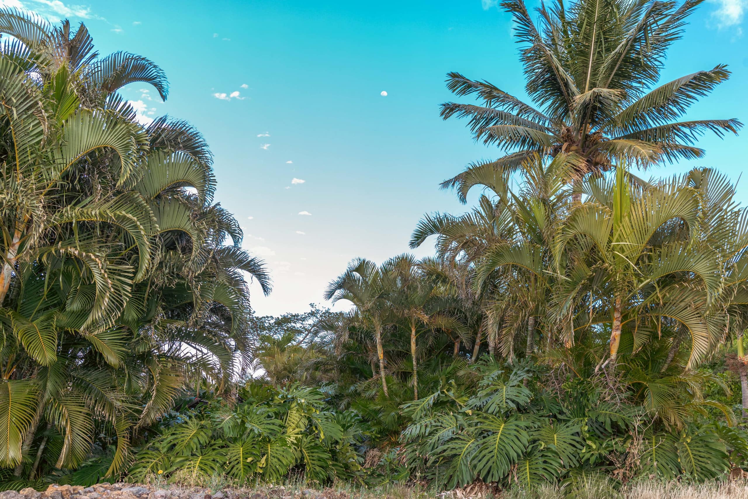 1+ Acre Private Resort, 4BD + 3BTH, Cinema, Spa - Photo 274