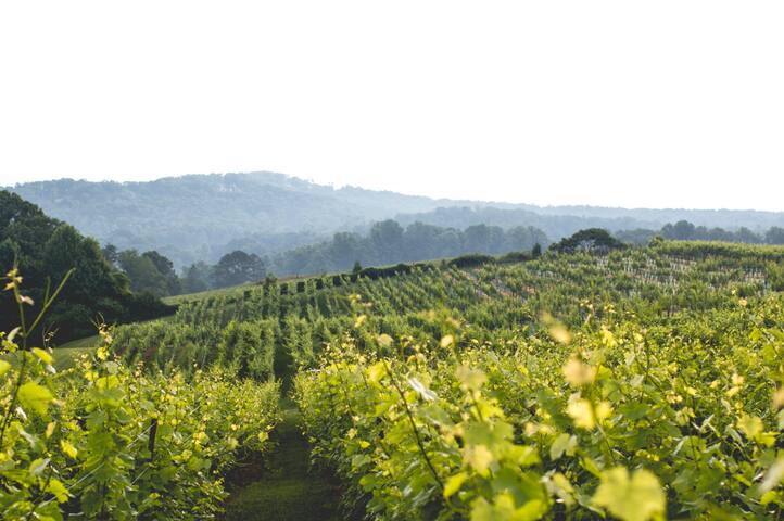 Dahlonega Resort & Vineyard managed Airbnb listing 3