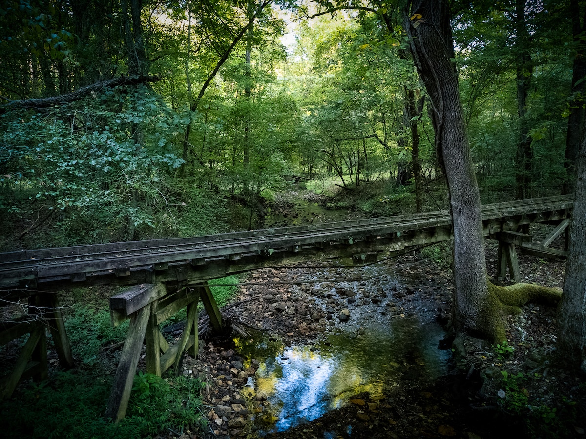 A rustic wooden bridge crosses a calm stream, surrounded by lush greenery and trees. Sunlight filters through the leaves, casting soft shadows on the ground. The tranquil environment enhances the natural beauty of the wetlands leading into the forest.