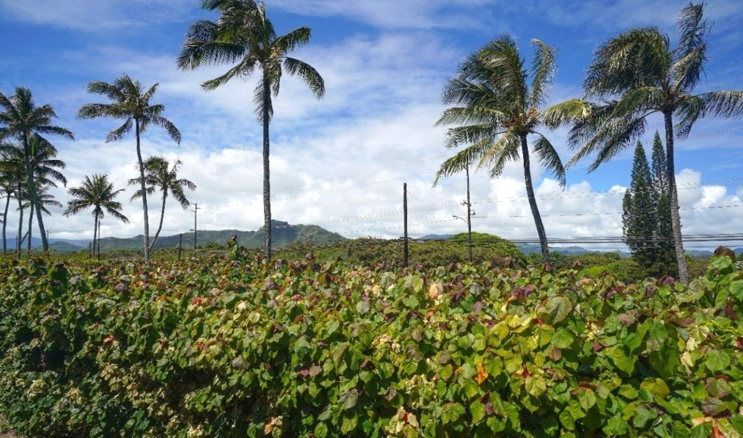 Kapaa Condo w/ King Bed, AC, Pools, Private Lanai - Photo 11