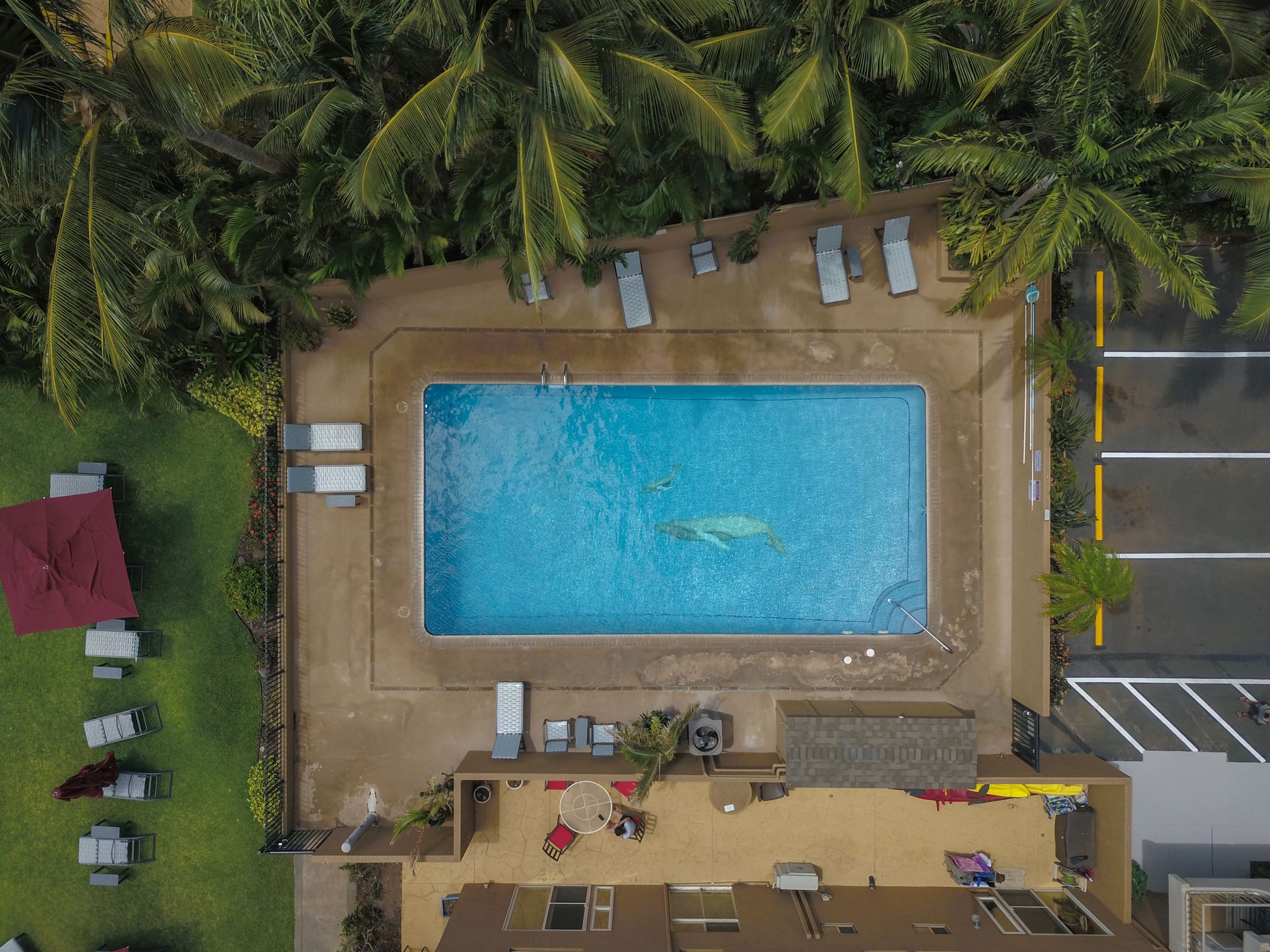 Condo in Kihei · ★5.0 · 2 bedrooms · 2 beds · 2 baths - Image 41