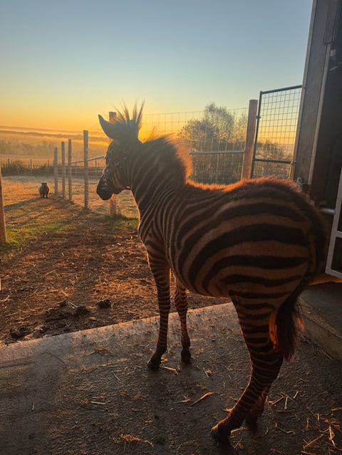 Boutique Barn + Silo Stay | Soaking Tub| Pet Zebra