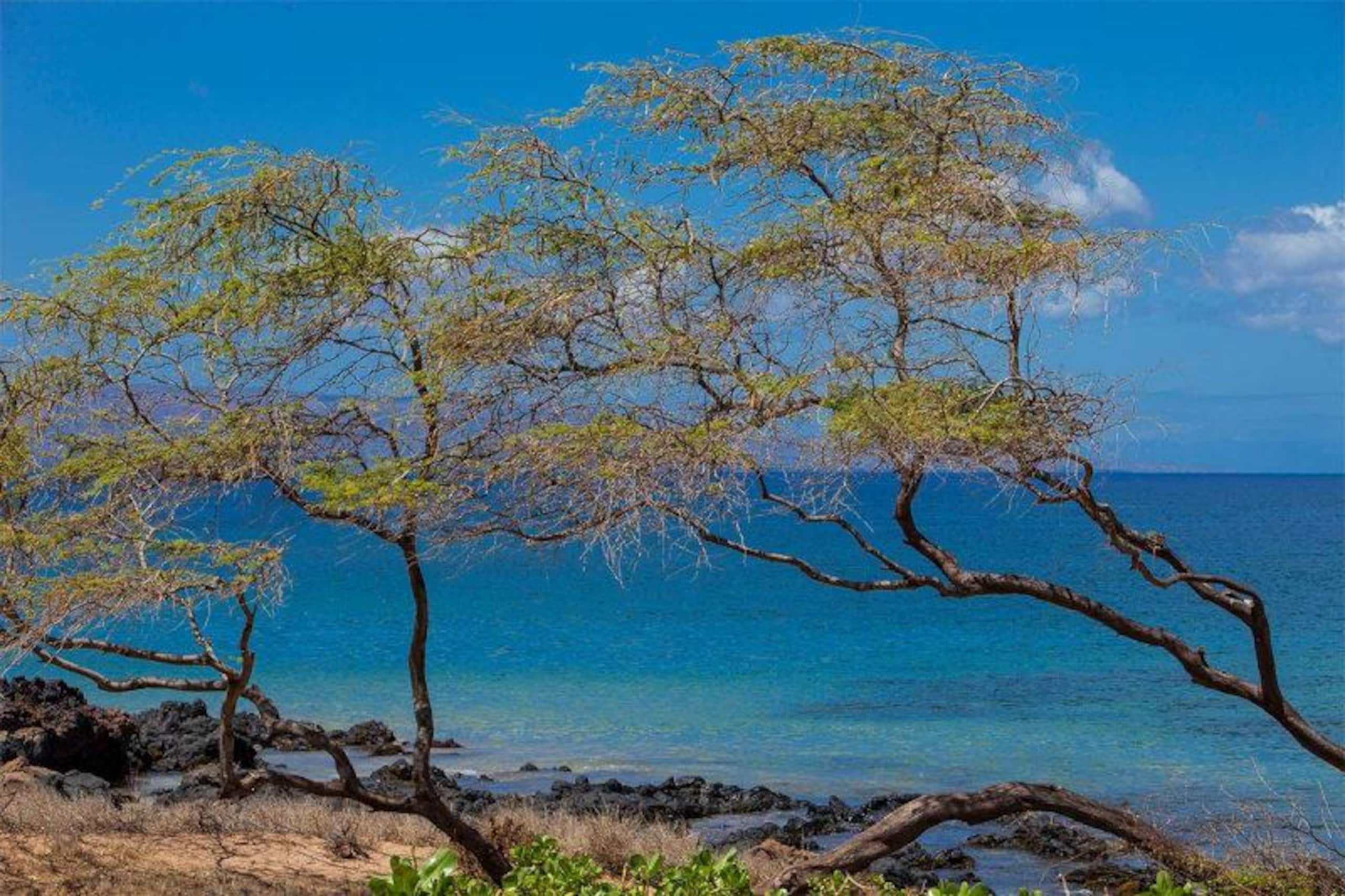 Condo in Kihei · ★4.5 · 2 bedrooms · 3 beds · 2 shared baths - Image 14