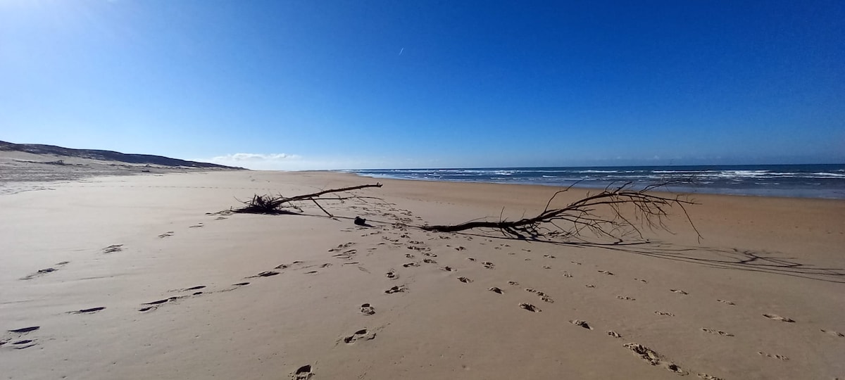 An empty beach is presented under a clear blue sky, featuring gentle waves lapping at the shore. Two driftwood branches are scattered across the sandy expanse, with a faint trail of footprints leading towards the water's edge.