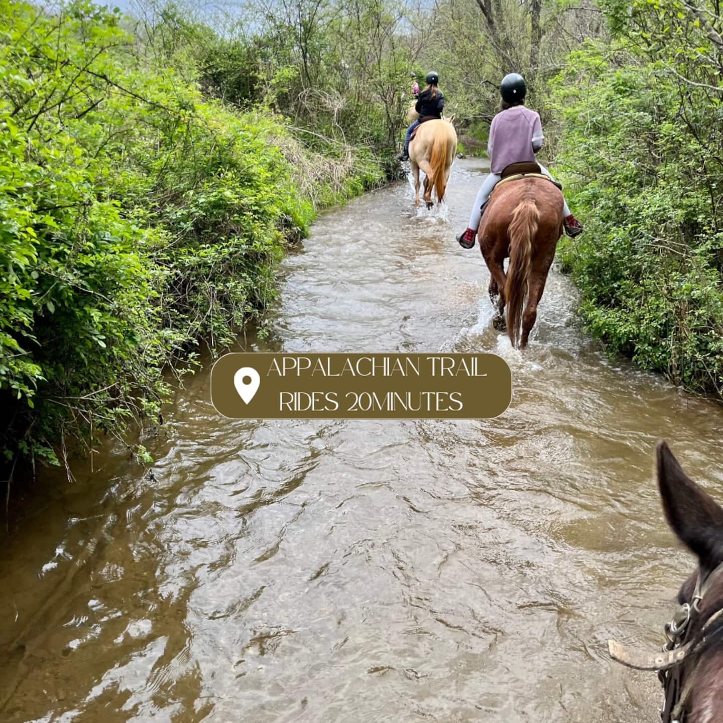 Book a trail ride at Appalachian Trail Rides, just 20 minutes away, and wade horseback right through the creek