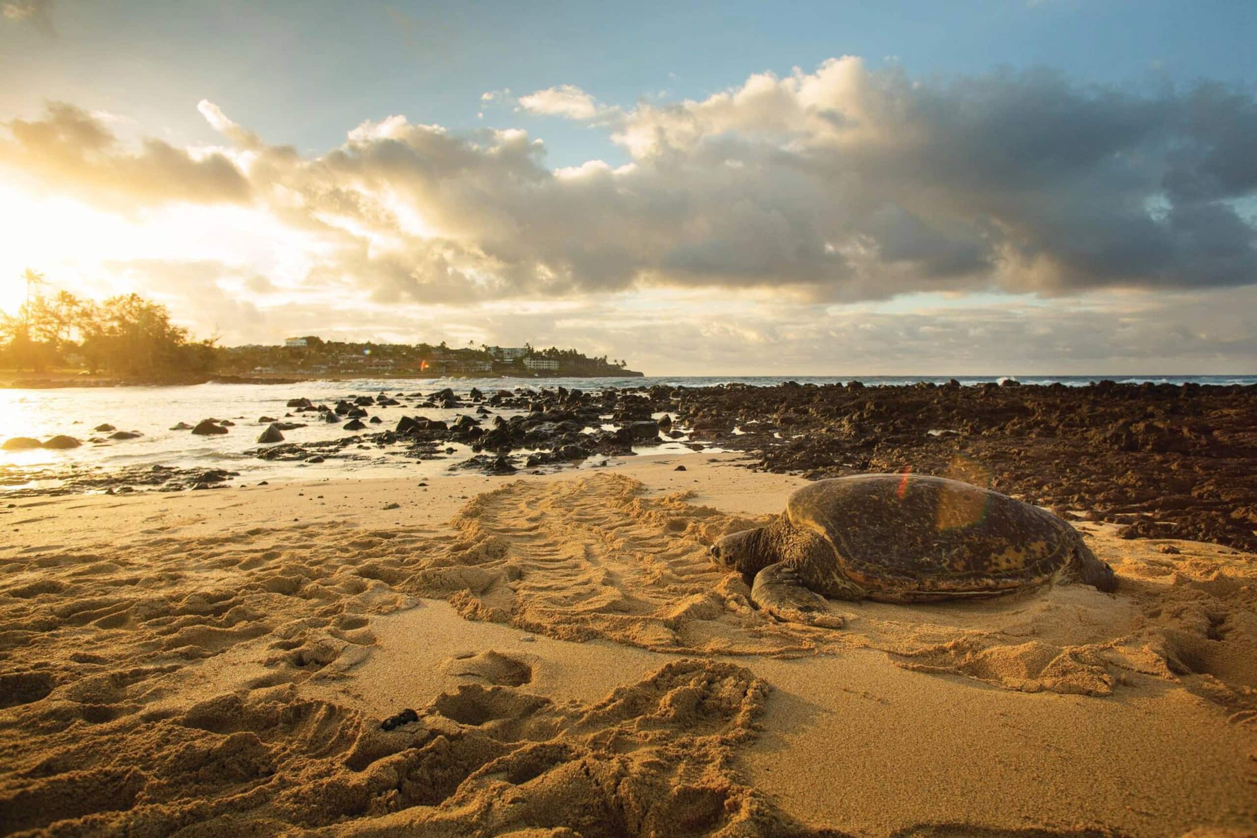 Condo in Koloa · ★5.0 · 2 bedrooms · 4 beds · 2 baths - Image 19