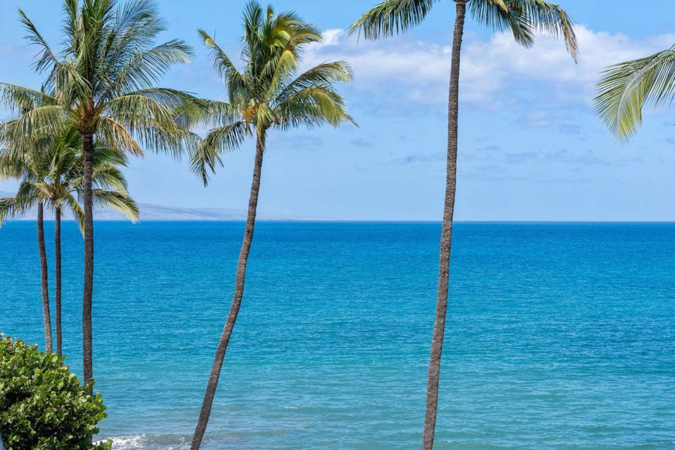 Condo in Kihei · ★4.96 · 1 bedroom · 1 bed · 1 bath - Image 24