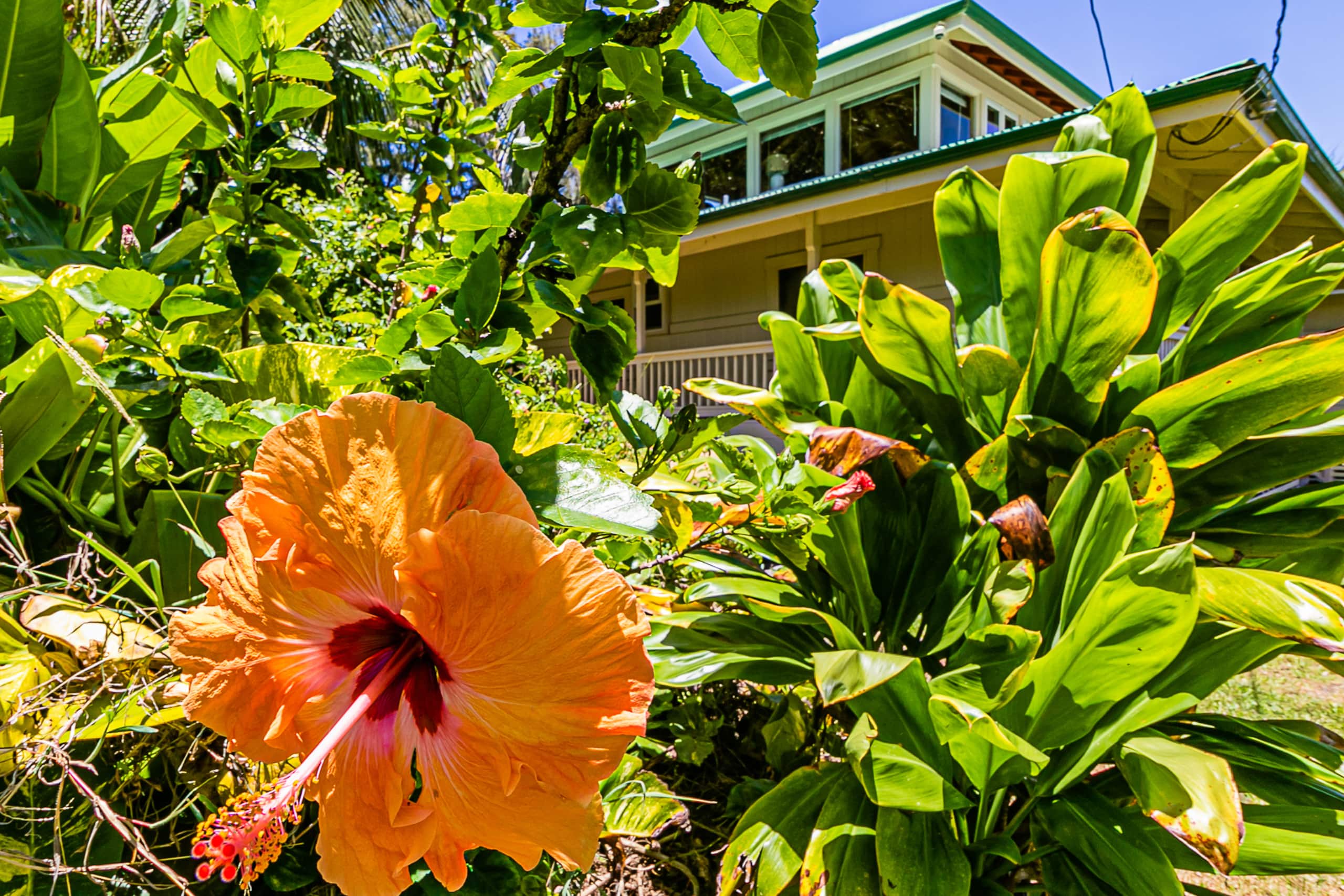 Home in Keaau · ★4.59 · 3 bedrooms · 3 beds · 2 baths - Image 34