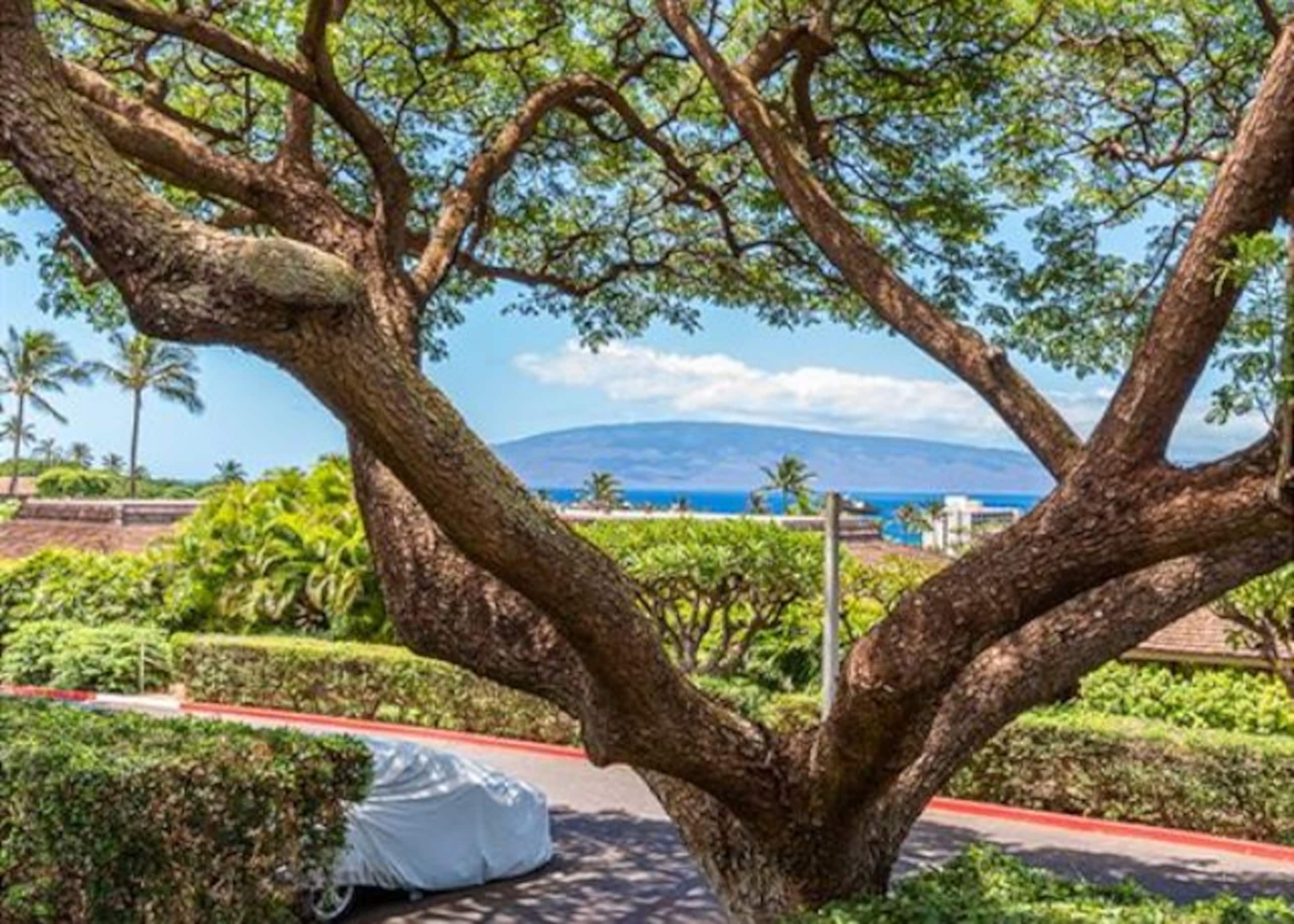 Condo in Lahaina · ★4.98 · 3 bedrooms · 3 beds · 2.5 baths - Image 40