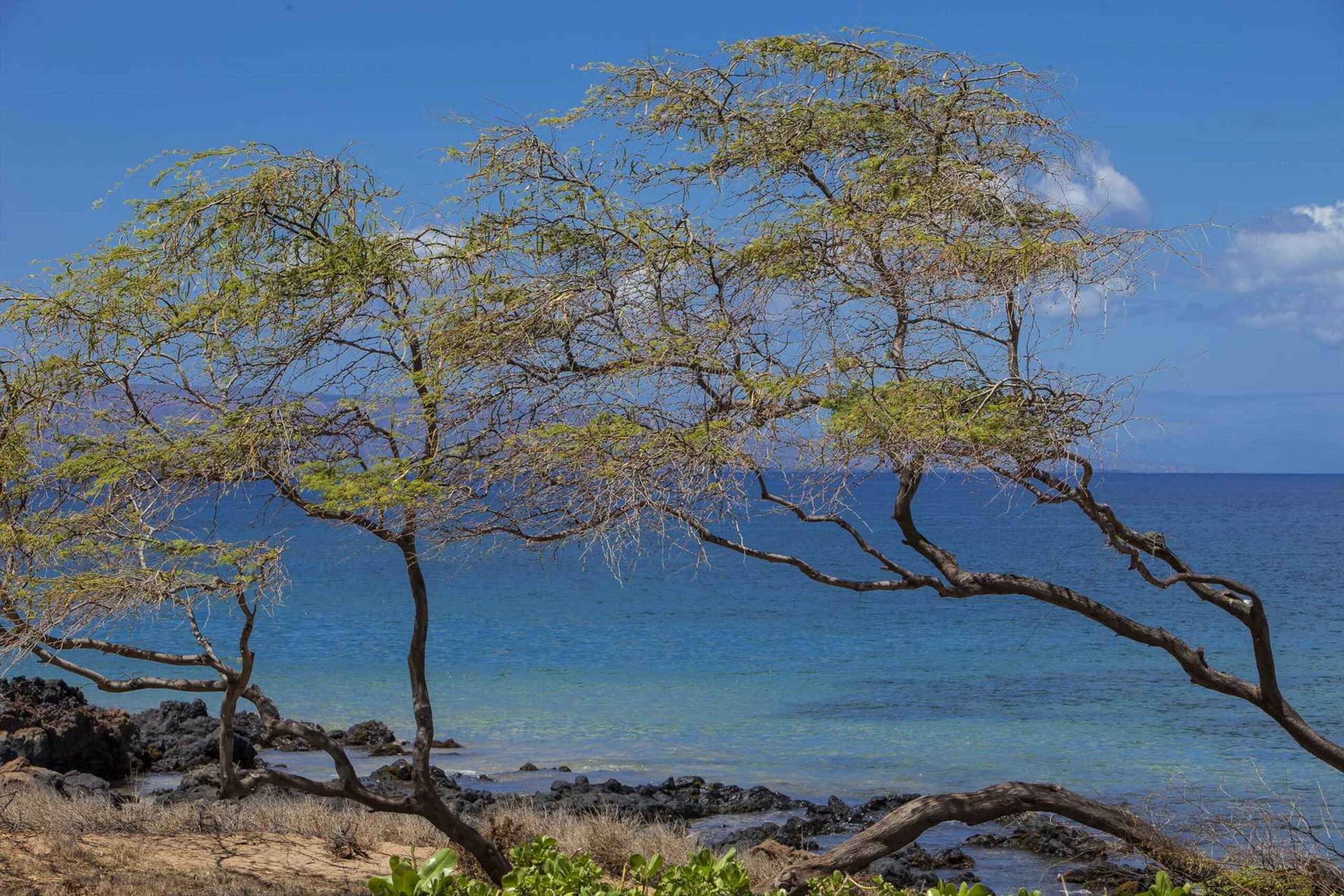 Condo in Kihei · ★5.0 · 1 bedroom · 1 bed · 1 private bath - Image 37