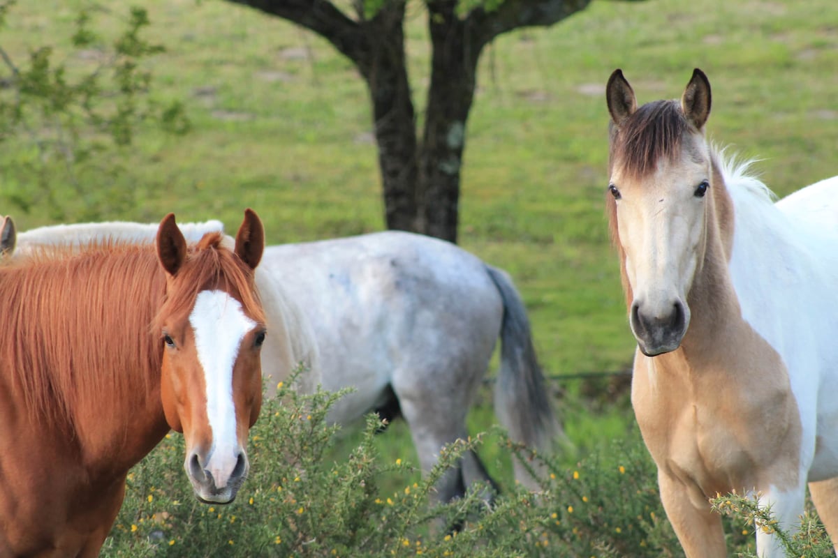 Two horses are featured in the foreground, one brown with a white blaze and the other a light tan. In the background, additional horses graze amidst lush green grass, under the shade of a tree, creating a serene rural atmosphere.