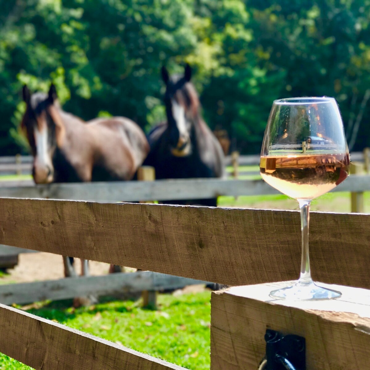 A glass of rosé wine rests on a wooden fence in the foreground, with two Shire horses softly blurred in the background. Lush greenery surrounds the scene, enhancing the peaceful rural environment.