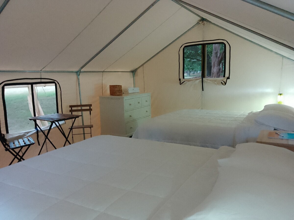An interior view of a safari tent displays two queen beds with white linens. Natural light enters through two windows, providing a serene atmosphere. A dresser and a small folding table with chairs are positioned nearby, creating a functional living space.