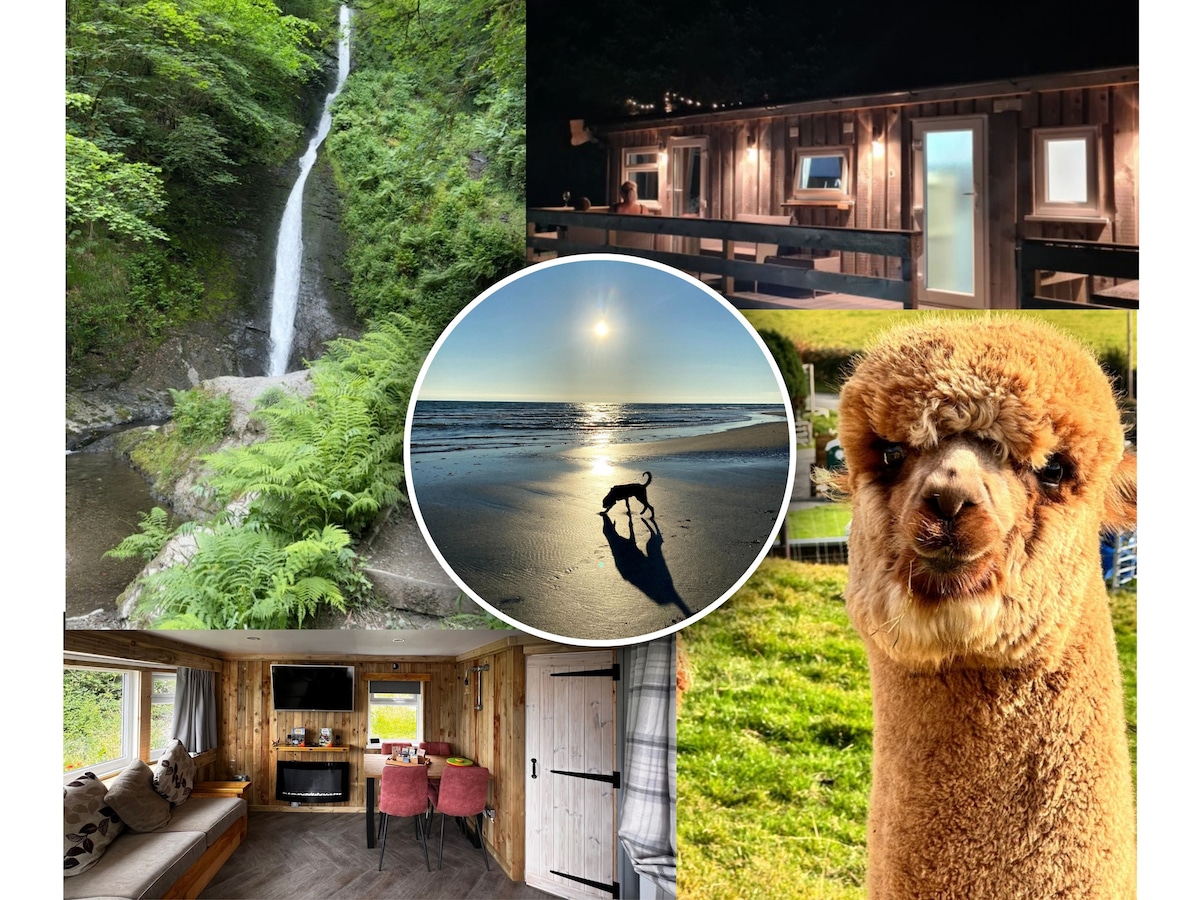 A serene waterfall cascades over rocks, surrounded by lush green ferns. The cozy cabin is illuminated at night, featuring large windows that offer a glimpse of the interior. A sandy beach at sunset showcases a dog silhouetted against the water, while an alpaca stands in a grassy field.