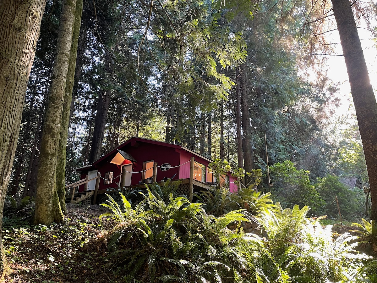 The Little Red Cabin stands amidst tall trees, surrounded by vibrant green ferns. Sunlight filters through the canopy, illuminating the rustic exterior. A spacious deck can be seen, featuring seating that invites relaxation in the serene woodland setting.
