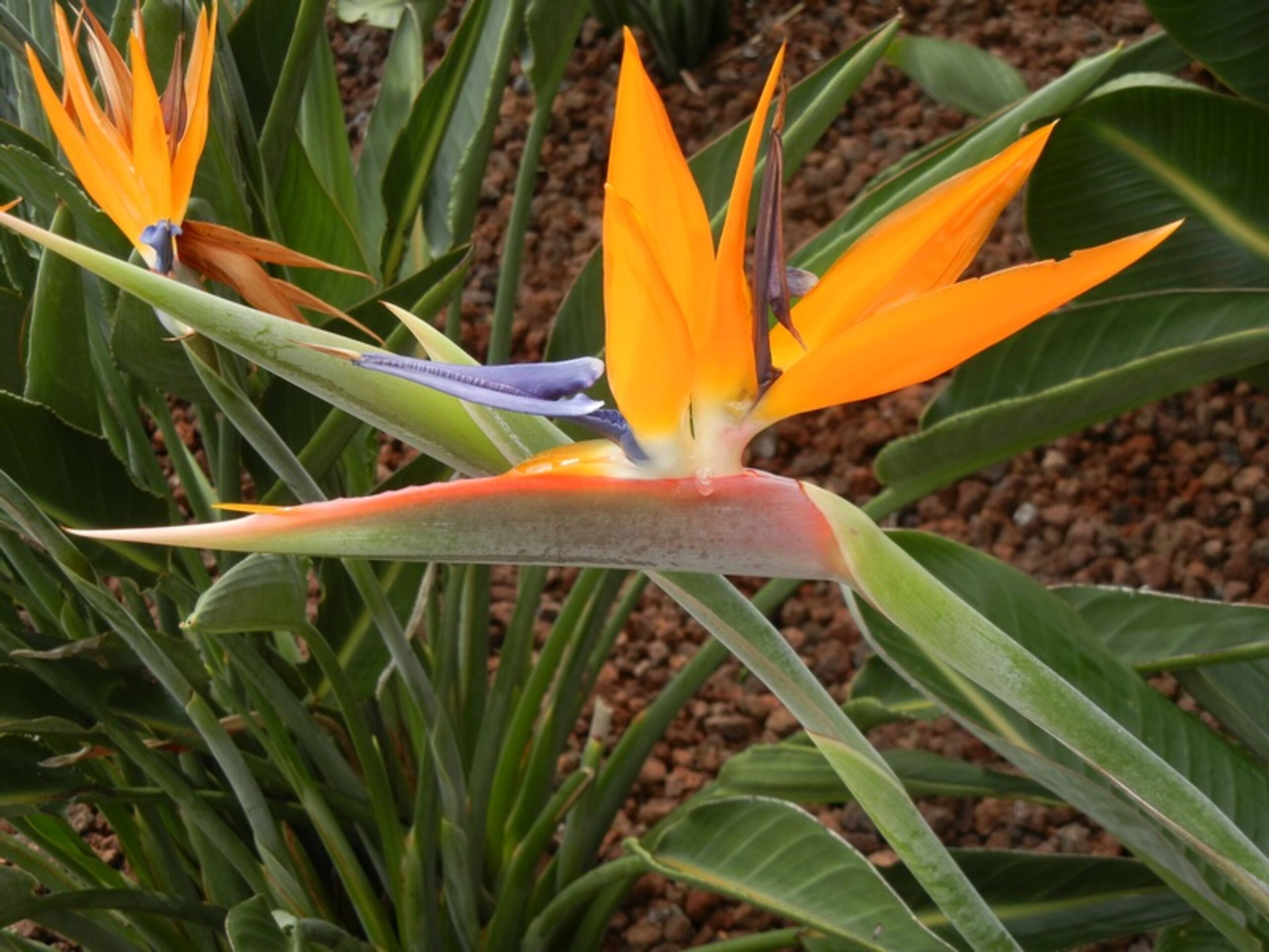 Condo in Lahaina · ★4.83 · 1 bedroom · 1 bed · 1 bath - Image 30