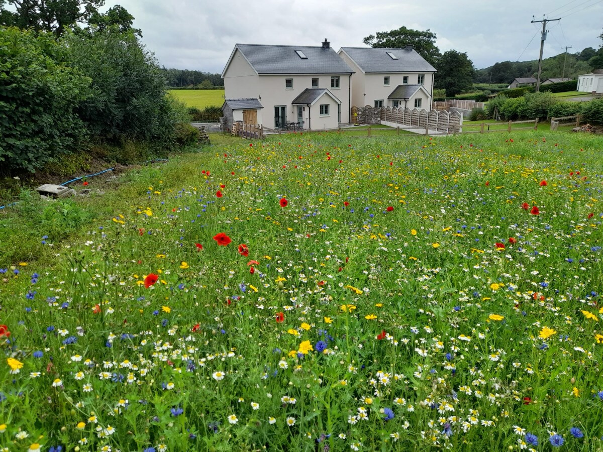 A flower-filled meadow stretches towards two adjacent cottages, showcasing a vibrant mix of wildflowers. The cottages feature light-colored walls and a simple roof design, framed by lush greenery. A rural landscape beyond is visible with fields and distant trees, enhancing the tranquil setting.