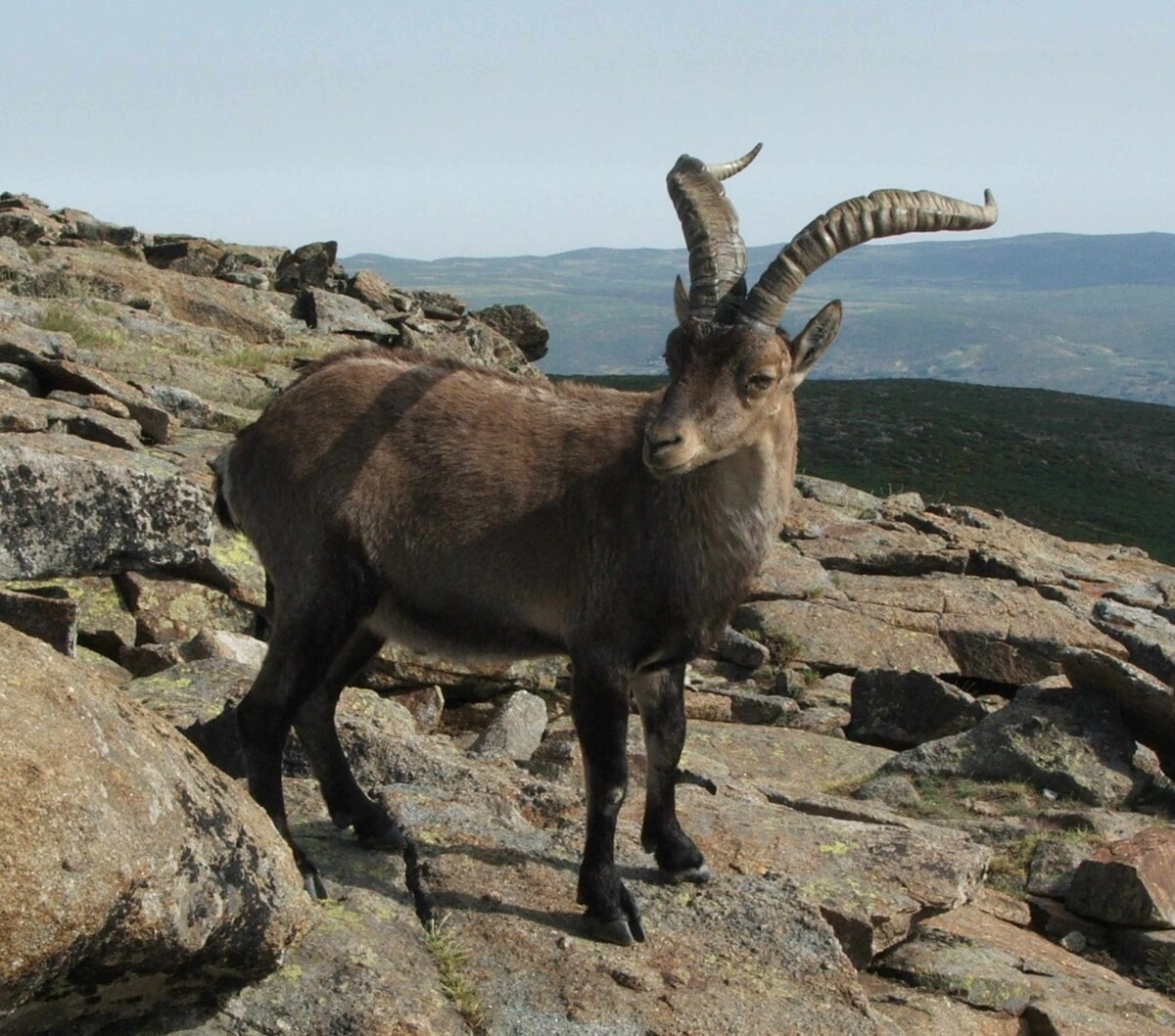 A mountain goat is observed standing on rocky terrain, with prominent twisted horns and a sturdy build. The landscape in the background displays rolling hills and a clear sky, highlighting the natural habitat of the animal.