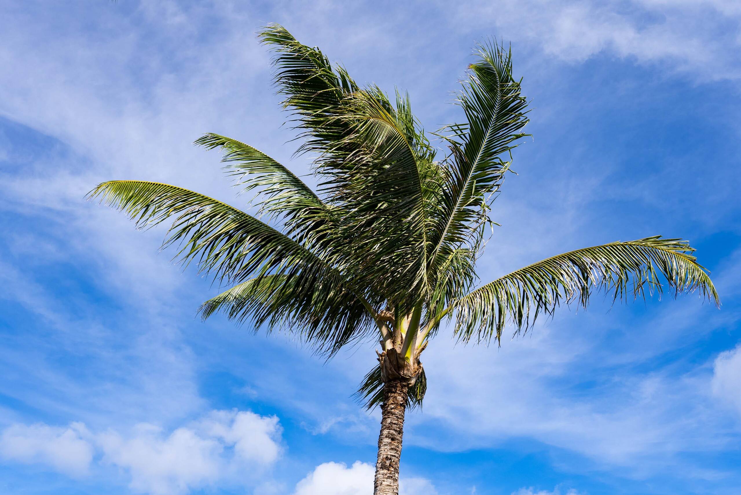 Condo in Lahaina · ★4.88 · Studio · 1 bed · 1 bath - Image 34
