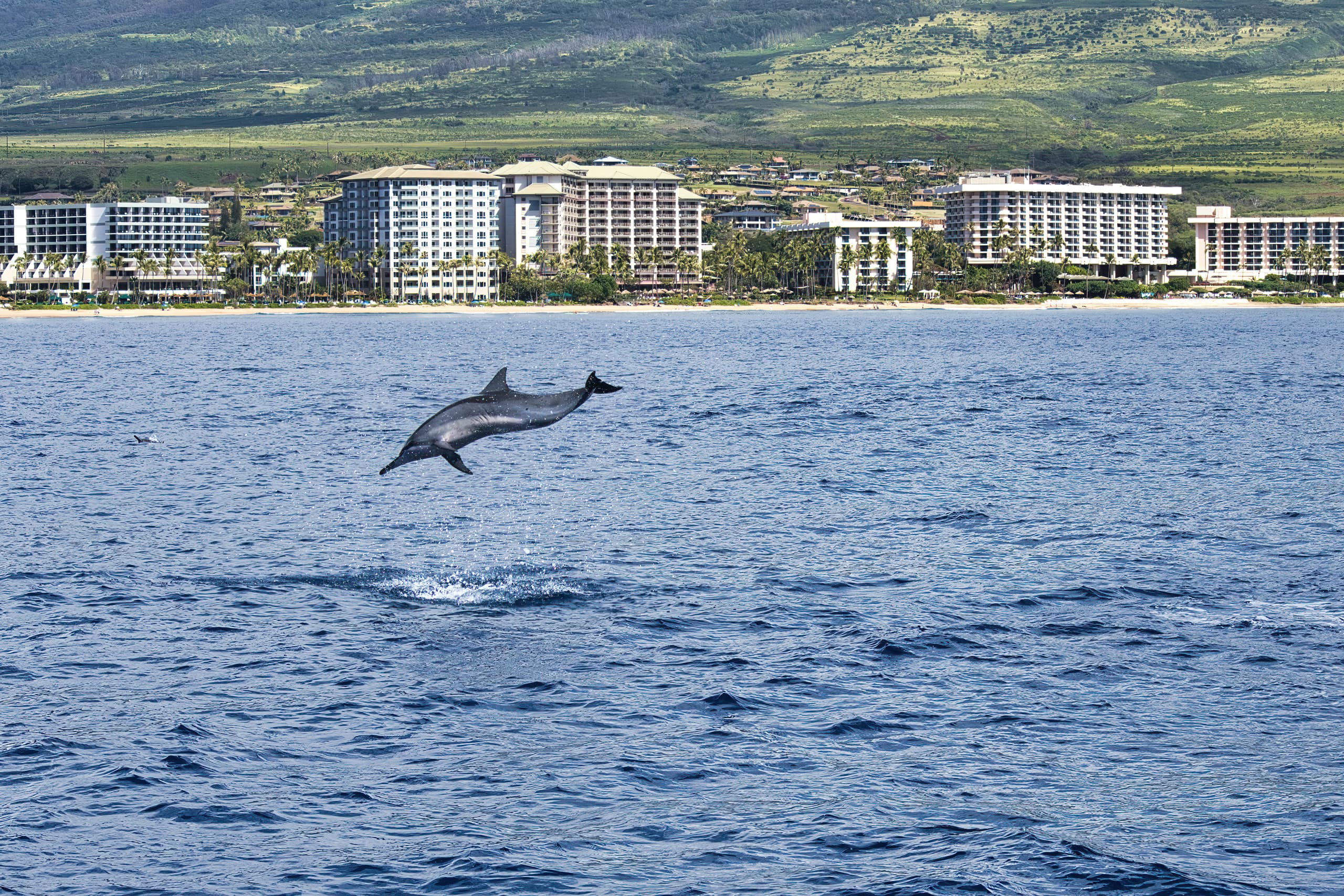 Home in Lahaina · ★4.57 · 1 bedroom · 2 beds · 2 baths - Image 42