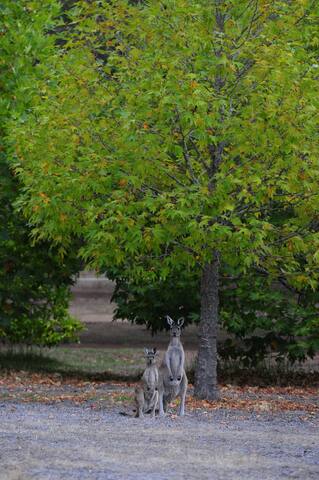 Garden Spa Villa gallery image 5