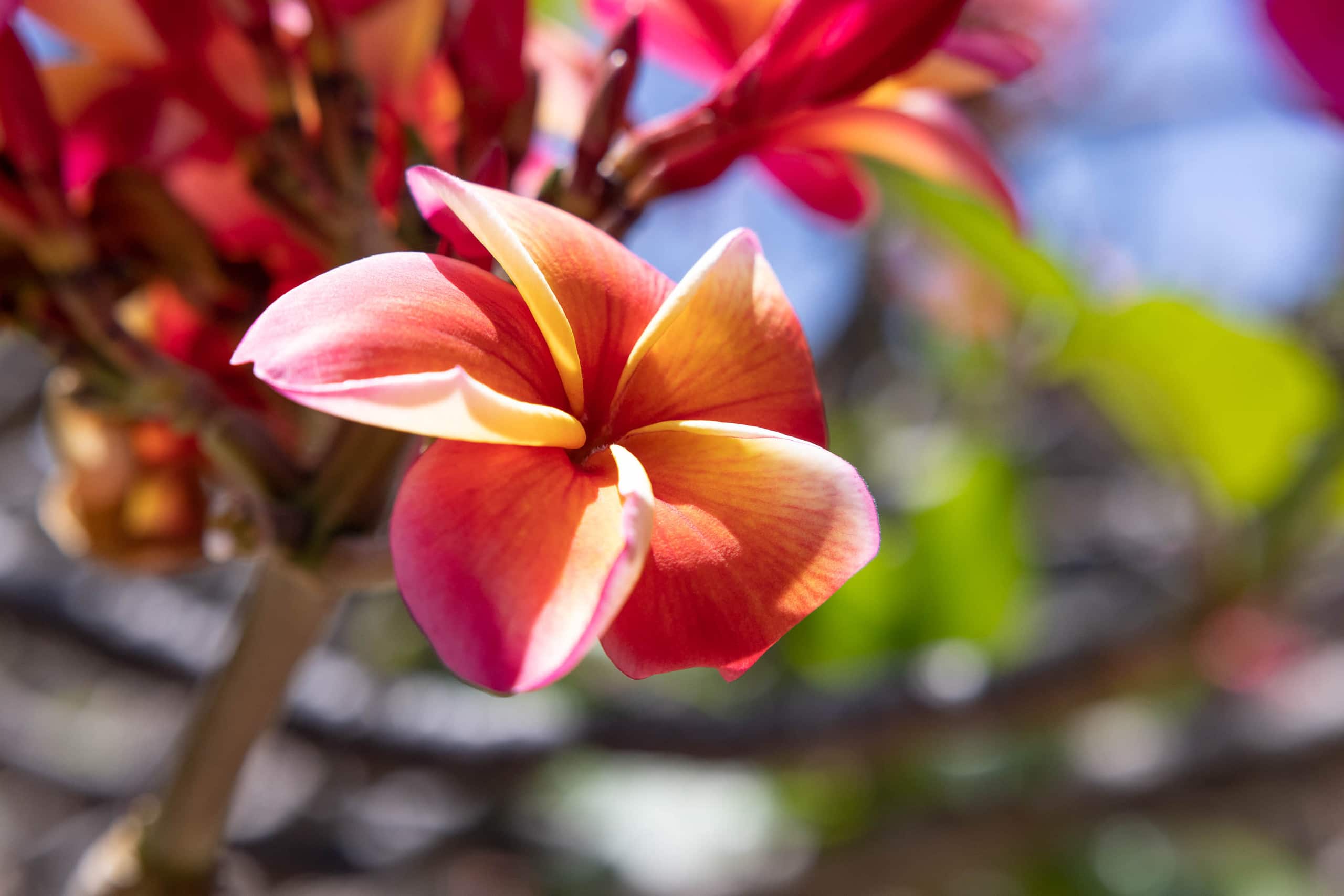 Condo in Lahaina · ★4.98 · 2 bedrooms · 4 beds · 2 baths - Image 33