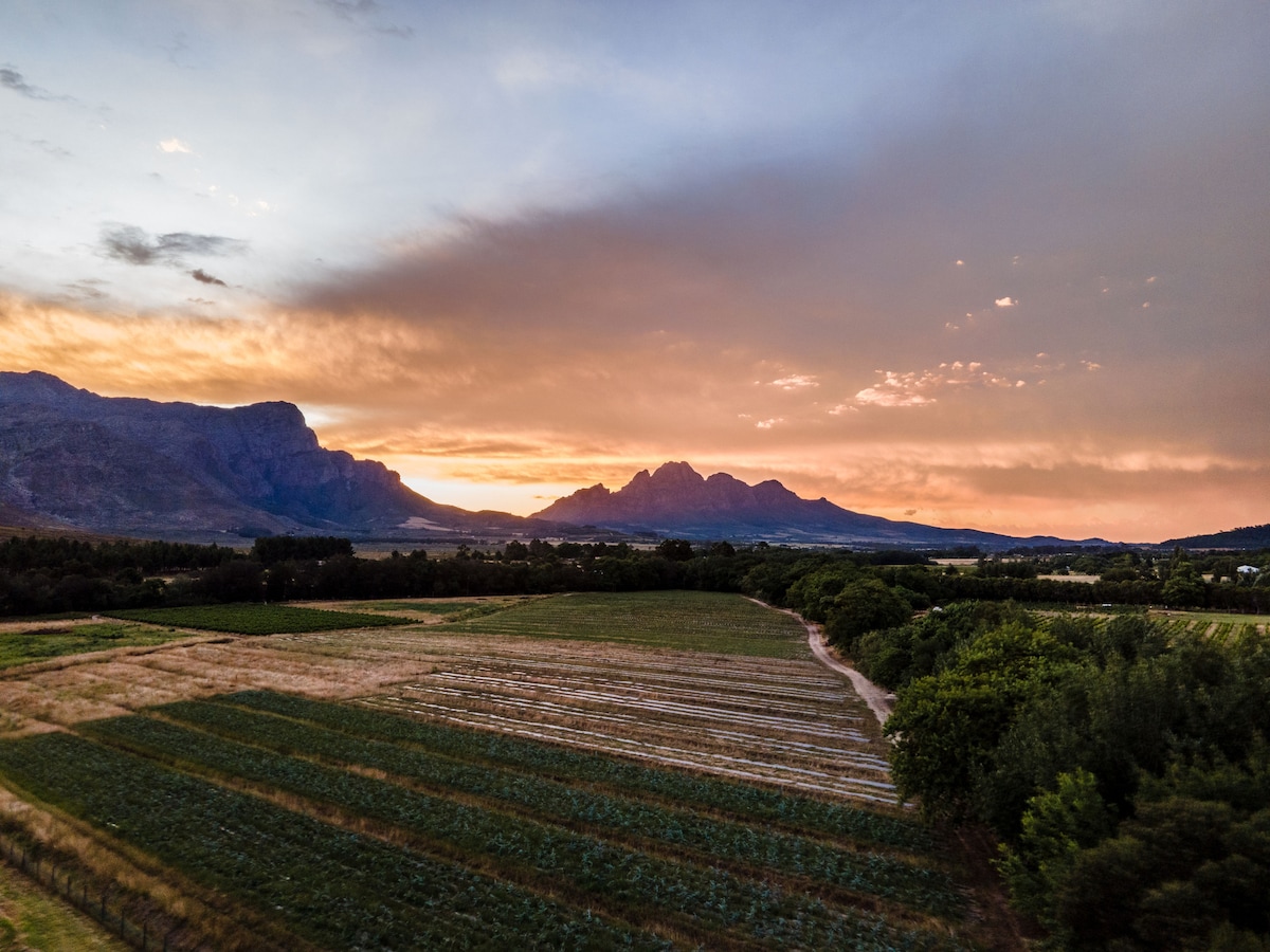 The landscape features gentle rolling vineyards set against a backdrop of majestic mountains. The sky displays a blend of warm colors as the sun sets, casting a serene light over the fields and creating a tranquil atmosphere.