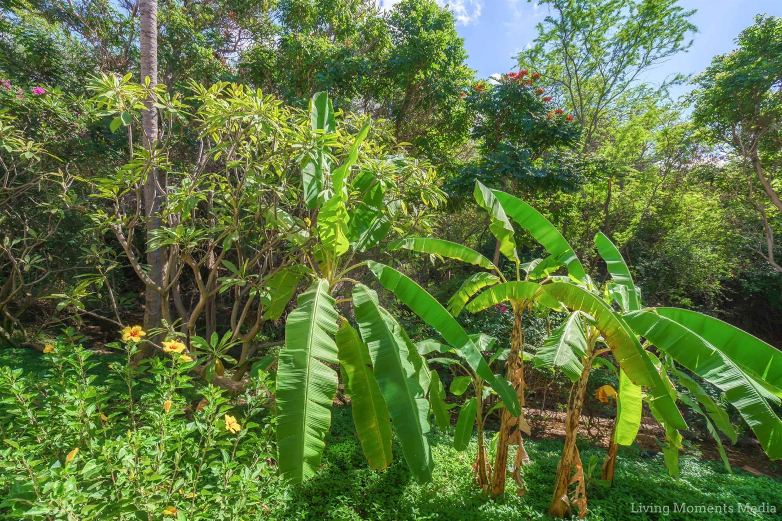 Condo in Wailea · ★4.98 · 1 bedroom · 1 bed · 1 bath - Image 6