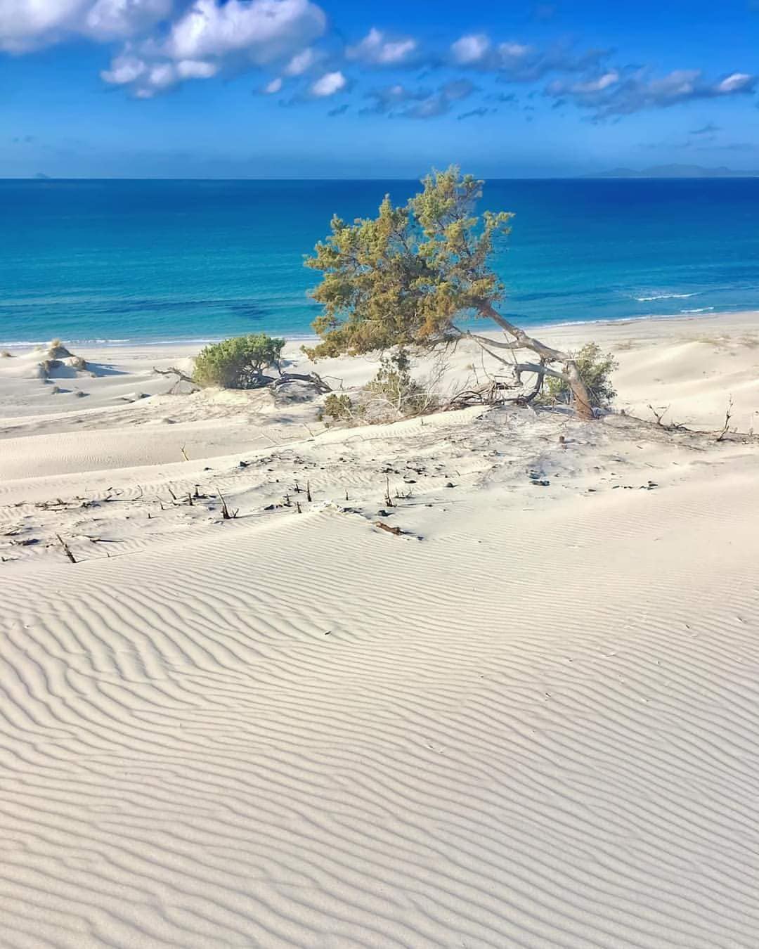 A serene coastal landscape features rolling sand dunes under a bright blue sky. A single tree is seen growing amidst the dunes, with the ocean waves gently lapping the shore in the background. The scene is illuminated by natural light, highlighting textures in the sand.