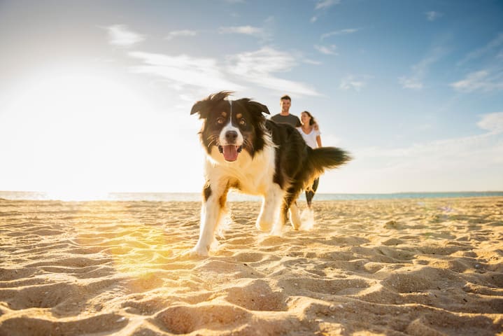 Island Rentals Of Hilton Head managed Airbnb listing 3