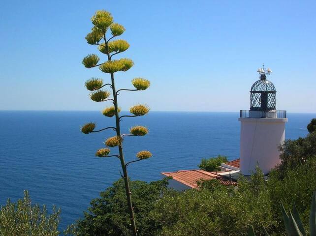 Antic Plankton Calella Palafrugell gallery image 4