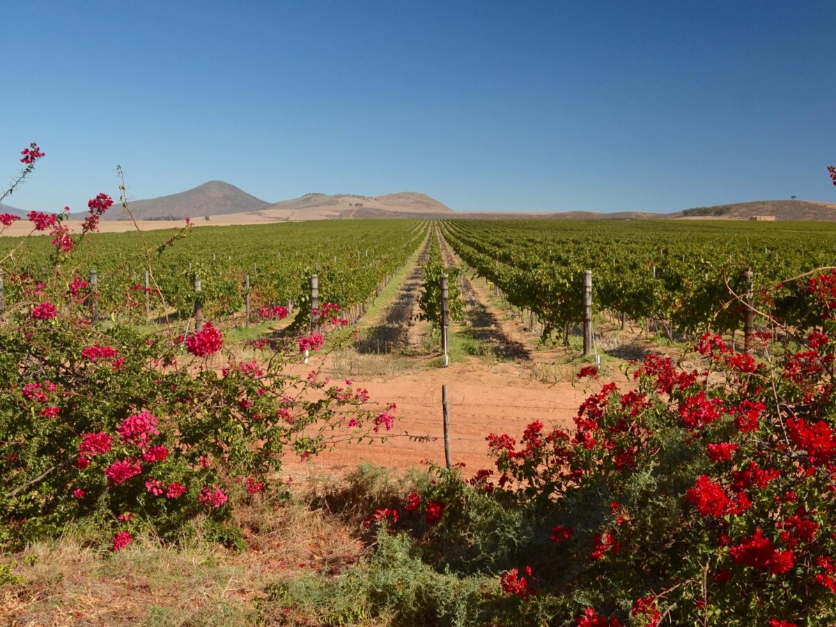 A vibrant vineyard stretches across the landscape, lined with rows of grapevines under a clear blue sky. Bougainvillea flowers in shades of pink and red border the scene, adding a splash of color to the earthy tones of the surrounding fields and gentle hills in the distance.