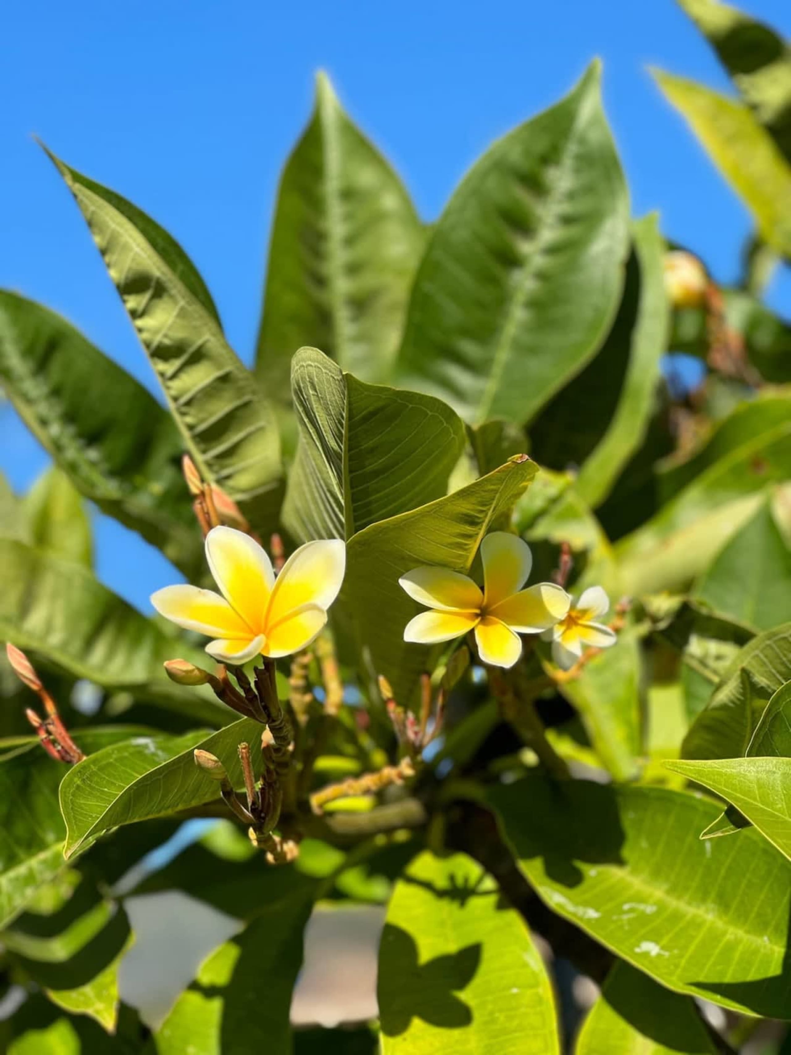 Home in Waianae · ★4.91 · 4 bedrooms · 4 beds · 2.5 private baths - Image 69