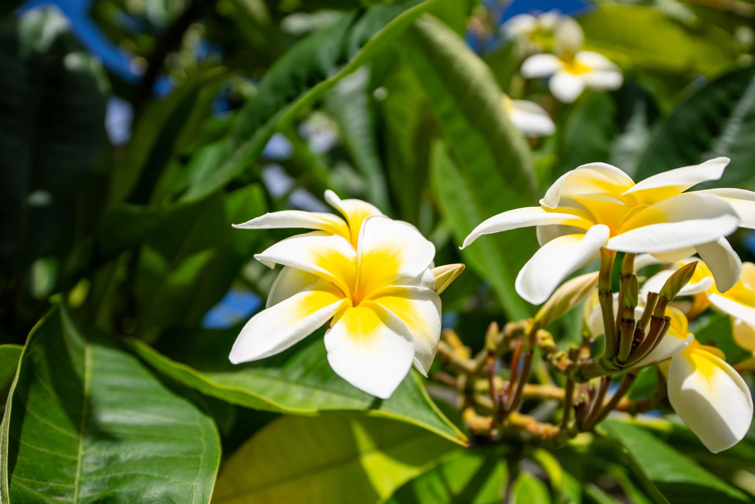 Home in Waianae · ★4.91 · 4 bedrooms · 4 beds · 2.5 private baths - Image 63