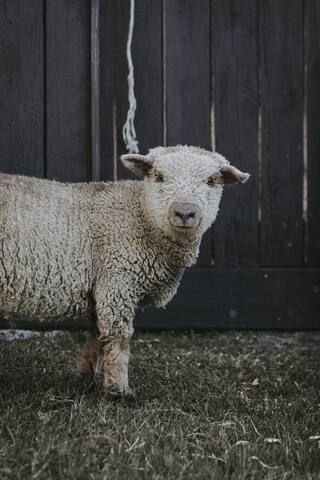 Sixty6 Acres Woombye luxury farmstay gallery image 5