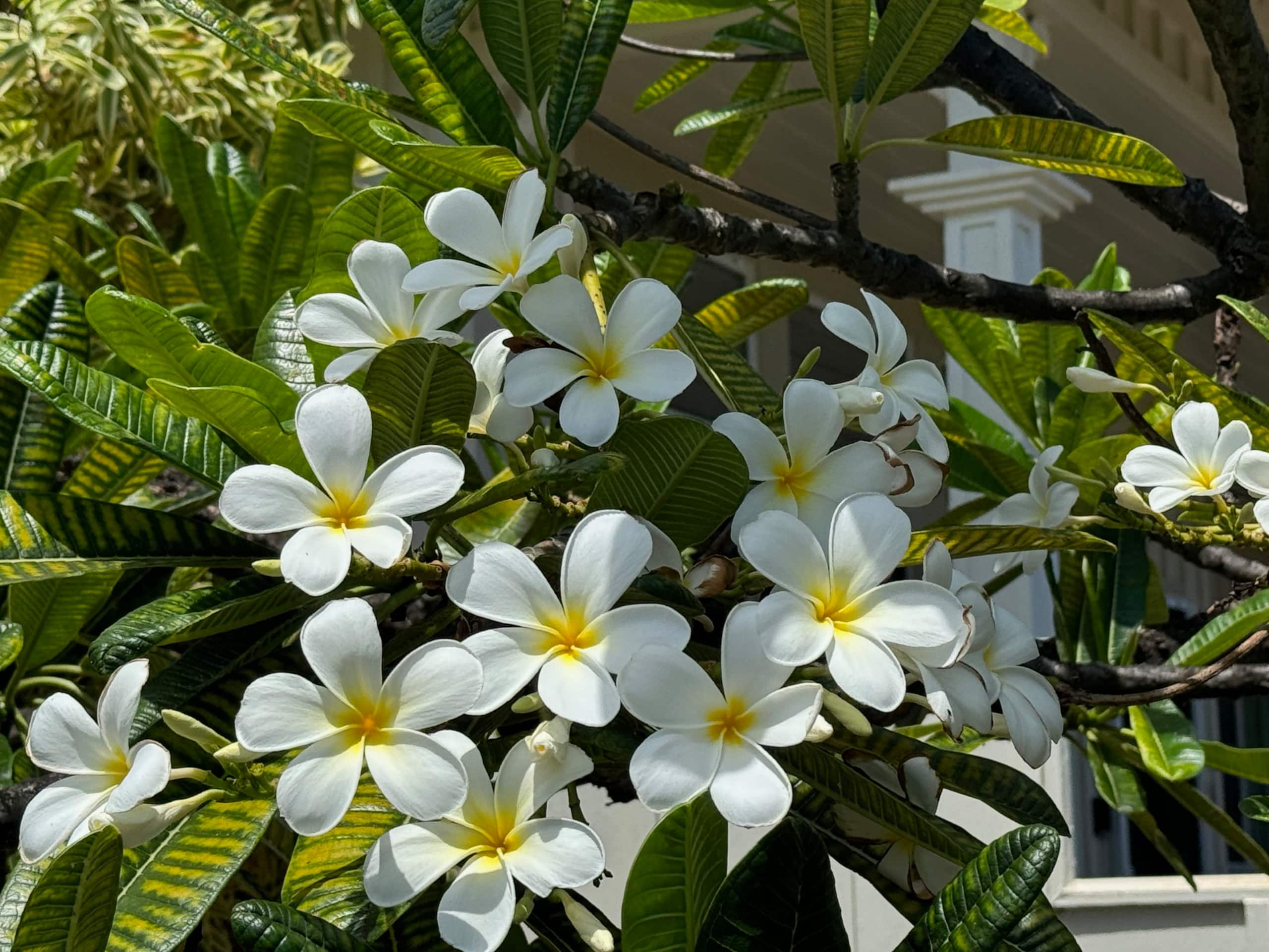 Home in Koloa · ★4.94 · 3 bedrooms · 4 beds · 2 baths - Image 44