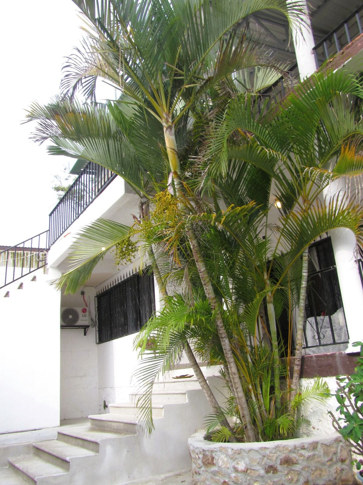 A stairway leads to the entrance of the cottage, framed by lush palm trees and greenery. The white walls of the building contrast with the vibrant foliage. An air-conditioning unit is visible beneath a window, enhancing the welcoming appearance of the property.