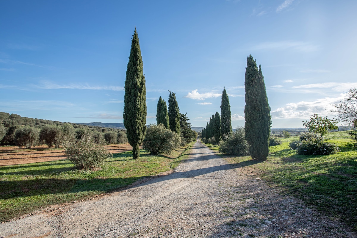 A gravel pathway is lined with tall, slender cypress trees, leading through a verdant landscape. Olive trees and lush greenery can be seen on either side of the path, under a clear blue sky with a few fluffy clouds.