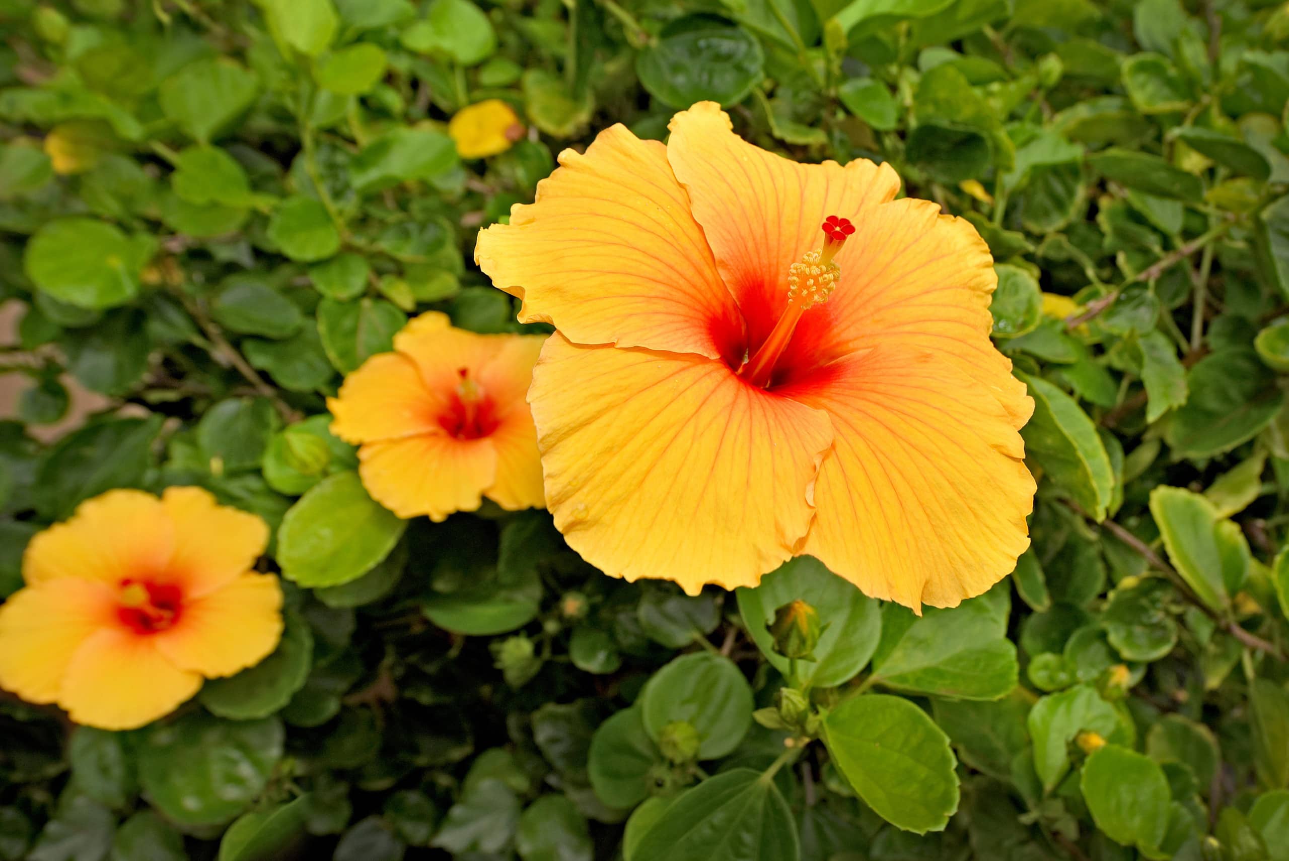 Condo in Lahaina · ★5.0 · 2 bedrooms · 4 beds · 2 shared baths - Image 56