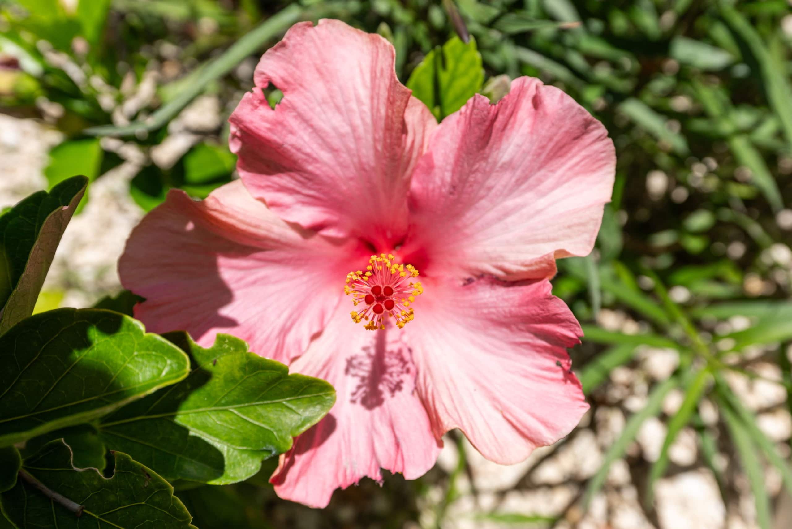 Home in Waianae · ★4.96 · 4 bedrooms · 7 beds · 2.5 private baths - Image 95