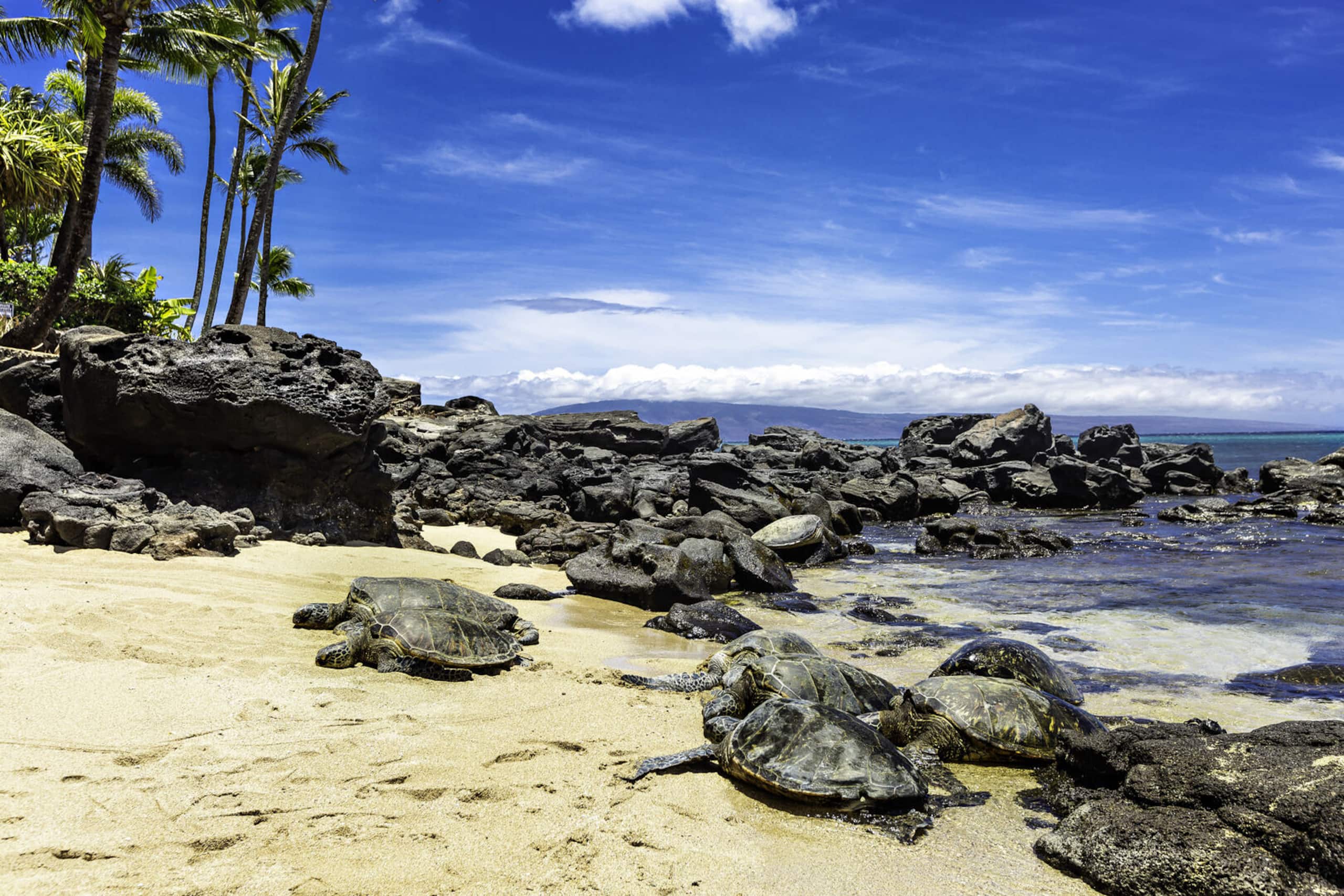 Condo in Lahaina · ★4.5 · 2 bedrooms · 2 beds · 2 baths - Image 38
