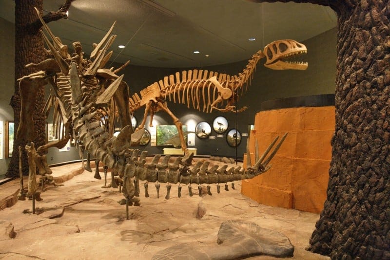 An exhibit displays dinosaur fossils in a softly lit room. The prominent skeletal structures of a large dinosaur and a marine reptile are positioned in dynamic postures, surrounded by informative panels. The floor mimics a geological landscape, enhancing the prehistoric theme.